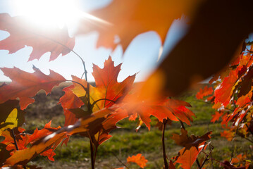 Autumn background with red oak tree leaves in the forest on blurred nature background. Golden leaves of plant in autumn. Nature background. Warm monochrome autumnal color