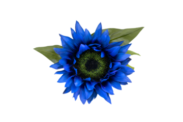a blue flower with green leaves on a white background