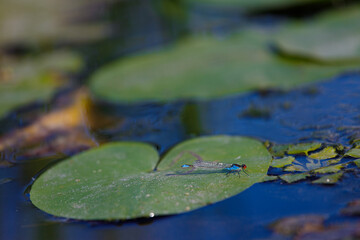 A Vibrant Dragonfly Resting on a Water Lily Leaf, Showcasing Nature's Delicate Beauty with Reflections in the Serene Waters of a Pond or Lake