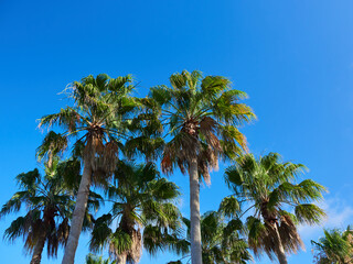 Fototapeta premium 夏の海岸の美しいヤシの木の風景