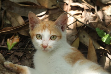 Beautiful local cat from Kalimantan