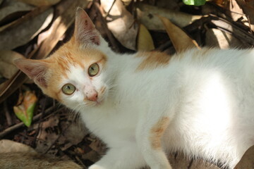 Beautiful local cat from Kalimantan