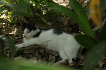 Beautiful local cat from Kalimantan