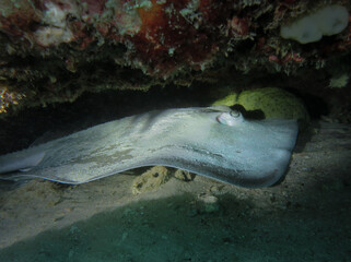 Jenkins’ whipray (Pateobatis jenkinsii) resting on the seafloor under coral ledge in tropical waters near Sumatra