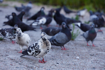A Gathering of Pigeons: Observing the Diverse Colors and Patterns of Urban Birds in an Outdoor Setting Near the Ground View Close Up