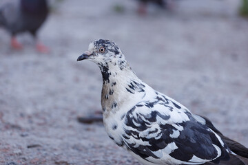 A Striking Close-Up of an Uncommon Pigeon: The Unique Appearance of This Beautiful Bird Captured in the Wild with Its Distinctive Patterns and Colors, Perfect for Nature Enthusiasts