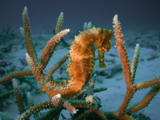 Close up image of a thorny seahorse hiding within Acropora staghorn coral on a sandy bottom of a tropical sea