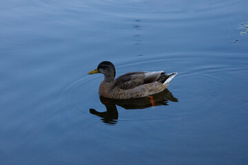 A Serene Duck Swimming Gracefully in Calm Waters Under Clear Skies, Amplifying the Natural Beauty of the Tranquil Environment Surrounding It