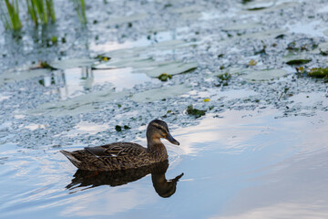 A Serene Duck Swimming Gracefully on Calm Waters Surrounded by Lush Greenery and Lilypads Beneath a Beautiful Blue Sky Reflecting in the Water