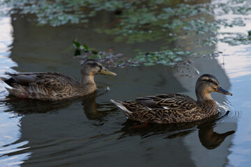 Two ducks gracefully gliding on a serene pond with vibrant reflections and subtle ripples, showcasing their natural beauty and tranquil environment amidst surrounding flora.
