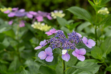 夏の庭に咲く紫のガクアジサイ

