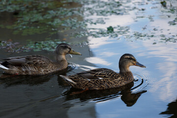 Serene Female Ducks Gliding Gracefully on Calm Water Surface with Reflections and Lush Greenery in the Background, Capturing Peaceful Nature Scenes and Wildlife Moments