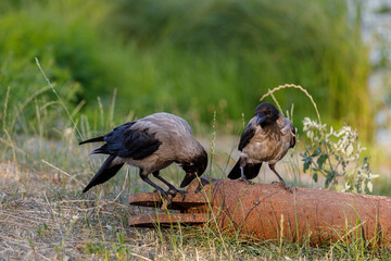 Two Beautiful Crows foraging on a Rusty Pipe Amongst Green Grass in a Scenic Outdoor Environment