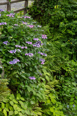 夏の庭に咲く紫のガクアジサイ
