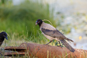 A Captivating Moment as a Crow Stands Proudly on a Rusted Pipe, Grasping a Treat, While Another Crow Nearby Observes the Scene in the Lush Greenery by the Water Body