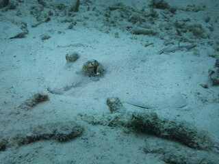 Camouflaged blue-spotted sting ray on the sandy bottom of a tropical sea near the coast of Sumatra island