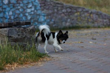 A Playful Papillon Dog Exploring its Serene Surroundings with Curiosity and Joy Amidst Colorful Stone Walls and Natural Greenery