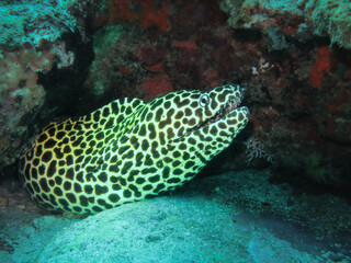 Honeycomb moray eel (Gymnothorax favagineus) peeking from a coral reef crevice in its natural underwater habitat. Recognizable by its striking black and white pattern resembling a honeycomb.