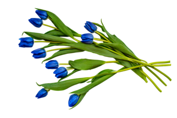 a bunch of blue flowers on a white background