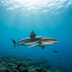Fototapeta premium shark in the sea 