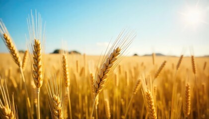 Golden wheat field gently swaying in the summer breeze, sunlit stalks reaching towards a clear blue sky A picturesque scene of rural tranquility and agricultural abundance , growth, harvest, sunlit