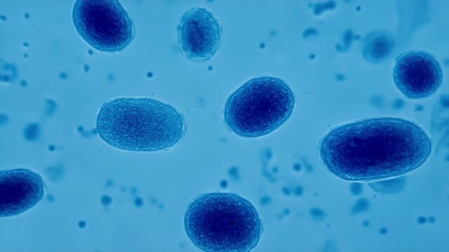 Microscopic Animation of Blue Bacteria Cells in Motion