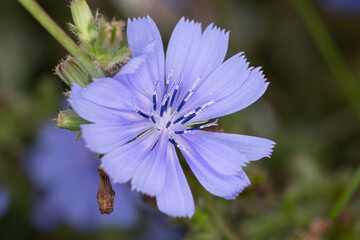 close-up of a chicory blossom