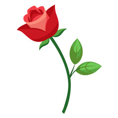 Obraz premium red rose isolated