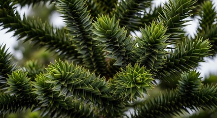 Close-up View of a Lush Green Monkey Puzzle Tree Branches in Sharp Detail