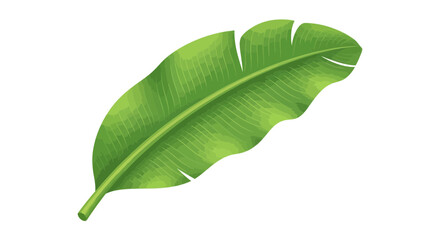 Obraz premium Vibrant Green Banana Leaf Vector Illustration Isolated on White