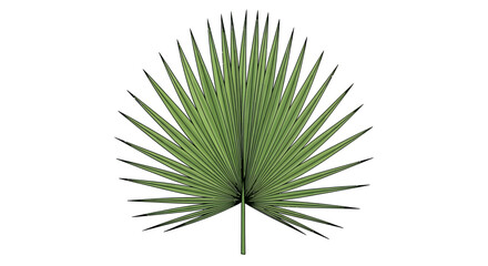 Obraz premium Hand-Drawn Fan Palm Frond Vector Isolated on White