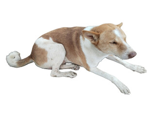 Sleeping a dog with white background