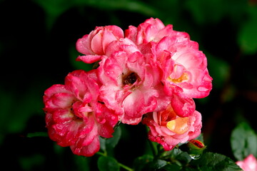 Kwiaty róży o zmroku