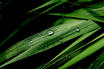 Trawy po deszczu © Studio Roslyn