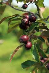 Red Tickled Pink Apples growing in early summer, Derbyshire England