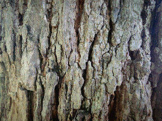 tree bark texture