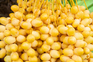 Fresh Barhi ,Ripe yellow dates hanging in large clusters on a date palm tree, ready for harvest. Vibrant tropical farm scene with natural greenery in the background. Agriculture and organic fruit.