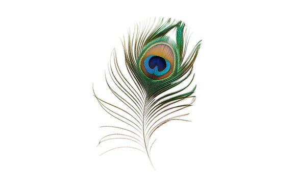 Peacock Feather Isolated on transparent Background