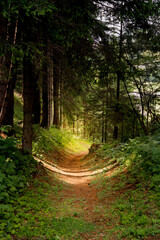 Walking or hiking path in a dense eerie dark forest in summer
