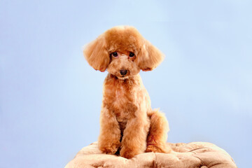 Apricot poodle puppy sits on a blue background with a beautiful hairstyle