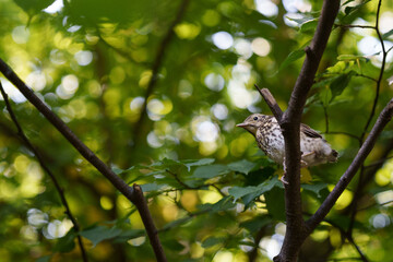 A singing young thrush bird sits on a branch amidst the dense greenery of a forest.
