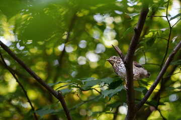 A singing young thrush bird sits on a branch amidst the dense greenery of the forest. Nature, wildlife, tranquility, childhood in nature and eco-themes.