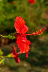 Fototapeta premium A vibrant red hibiscus flower stands out against a dark background, showcasing its delicate petals and bright yellow stamens, with soft sunlight highlighting its intricate details.