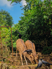 deer in the forest sri lanaka 