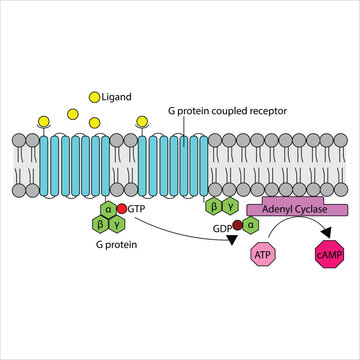 G Protein-Coupled Receptor Signaling Pathway - Activation of enzyme