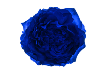 a blue rose is shown against a white background