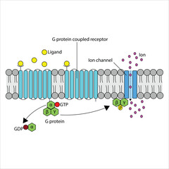 G Protein-Coupled Receptor Signaling Pathway - Activation of ion channel 