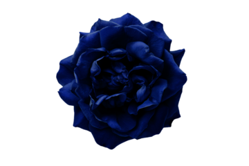a blue rose is shown against a white background