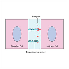 Juxtacrine Cell-to-Cell Communication Signaling Cell and Recipient Cell Interaction