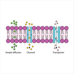 Cell Membrane Transport Processes